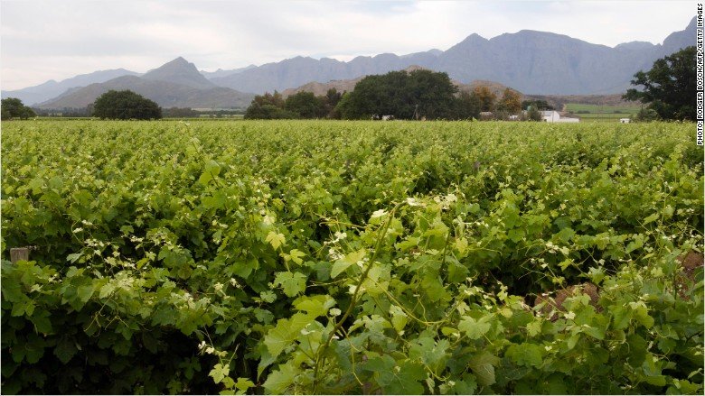 South Africa’s first black female winemaker ready to go it alone